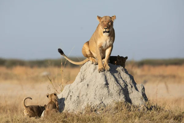 Löwin Sitzt Mit Ihren Kleinen Jungen Auf Einem Termitenhügel Und lizenzfreie Stockbilder