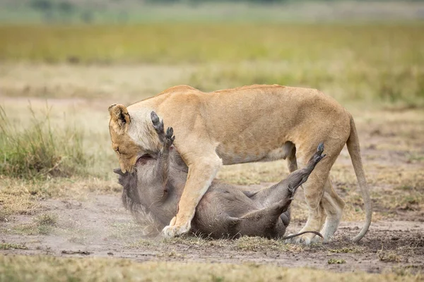 Lev Zabíjet Dospělou Lvice Držet Dolů Velký Warthog Krk Masai Stock Fotografie