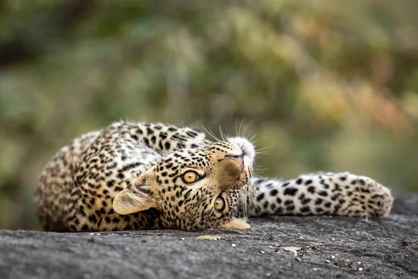 Giocoso Leopardo Bambino Con Grandi Occhi Sdraiato Una Grande Roccia Foto Stock Royalty Free