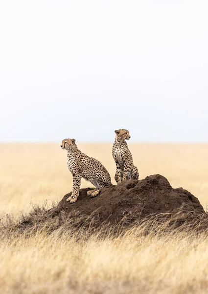 Pionowy Portret Dwóch Dorosłych Gepardów Siedzących Dużym Kopcu Termitu Trawiastych Zdjęcia Stockowe bez tantiem