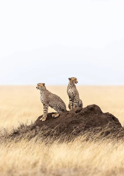 Vertikální Portrét Dvou Dospělých Gepardů Sedících Velkém Termitovém Pahorku Travnatých Royalty Free Stock Fotografie