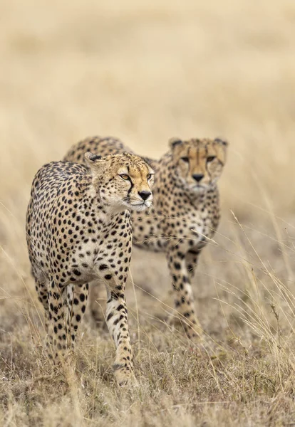 Pionowy Portret Dwóch Dorosłych Gepardów Spacerujących Suchych Trawiastych Równinach Parku Obrazy Stockowe bez tantiem