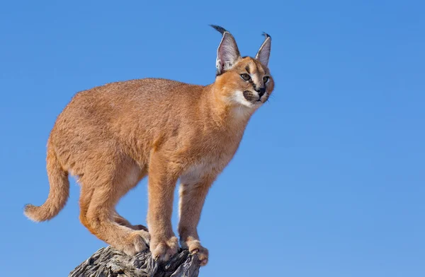Caracal on dead log, South Africa — Stock Photo, Image