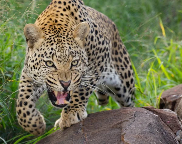 Afrikaanse Leopard, snurkende, Zuid-Afrika — Stockfoto