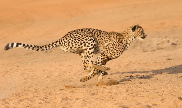 Cheetah running, (Acinonyx jubatus), Afrique du Sud — Photo