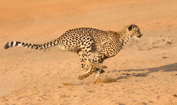 Cheetah running, (Acinonyx jubatus), África do Sul — Fotografia de Stock