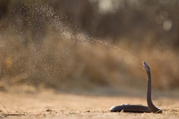 Mosambik Kobra (Naja massambica) Jižní Afrika Stock Fotografie