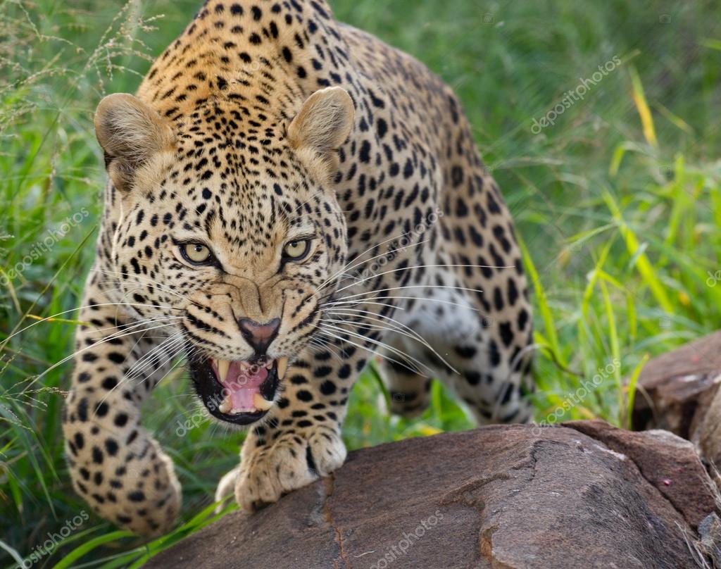 South African Leopard