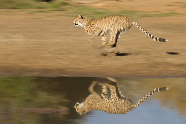 Cheetah (Acinonyx jubatus) running fast clipart