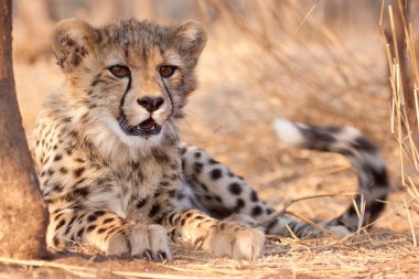 Çita yavrusu (Acinonyx jubatus) Güney Afrika