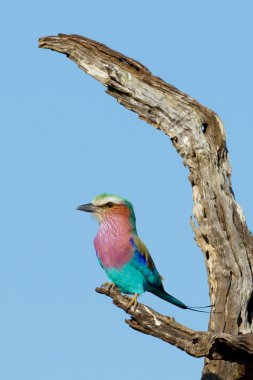 Lila Breasted Roller, Güney Afrika