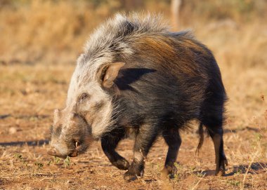Bushpig gündüz, Güney Afrika