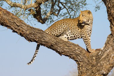 Erkek leopar ağacında, Güney Afrika