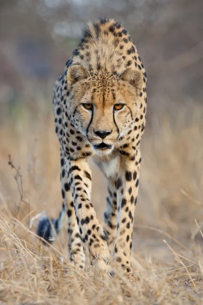 Gepard (acinonyx jubatus) südafrika — Stockfoto