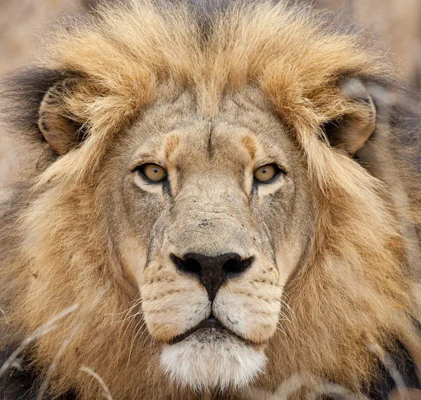 Erkek Afrika aslanı (Panthera leo) portre