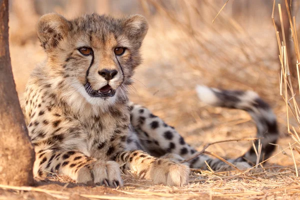 Cheetah cub (Acinonyx jubatus) Zuid-Afrika — Stockfoto