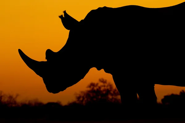 White Rhino (Ceratotherium simum) South Africa — Stock Photo, Image