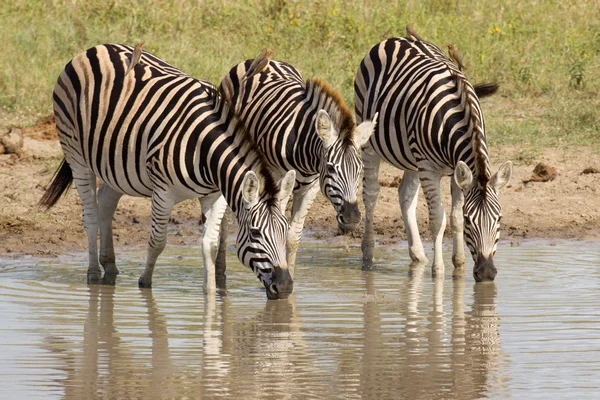 Burchell's Zebra drinking, Sudafrica — Foto Stock
