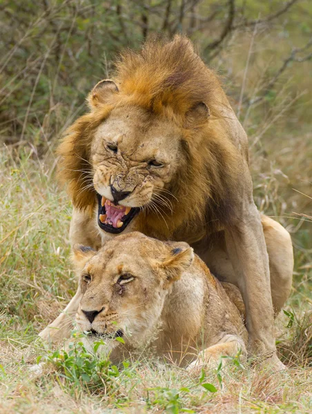 Afrika çiftleşme, Güney Afrika aslan (Panthera leo)