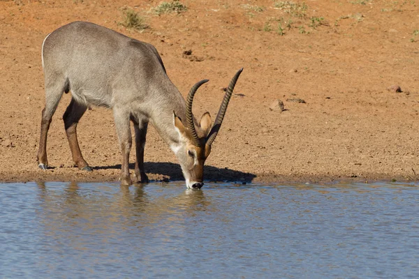 Mannelijke gemeenschappelijk waterbok (Kobus ellipsiprymnus) drinken, Zuid-Afr — Stockfoto