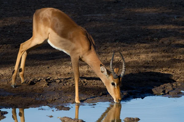 Giovane maschio Impala (Aepyceros melampus) bere, Sud Africa — Foto Stock