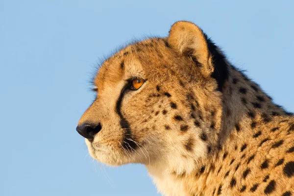 Cheetah, Güney Afrika — Stok fotoğraf