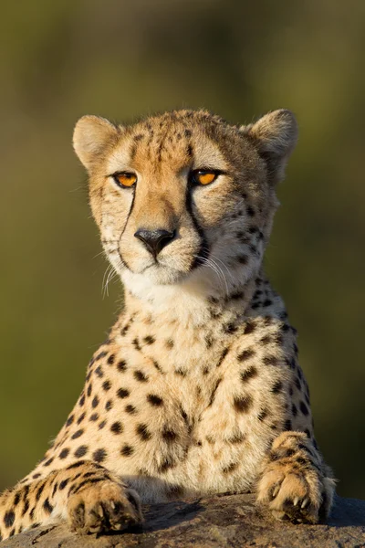 Geparden-Porträt, Südafrika — Stockfoto