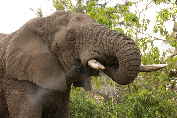 Beber elefante africano, Sudáfrica — Foto de Stock