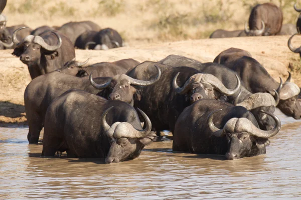 Cape Buffalo picia, Republika Południowej Afryki — Zdjęcie stockowe