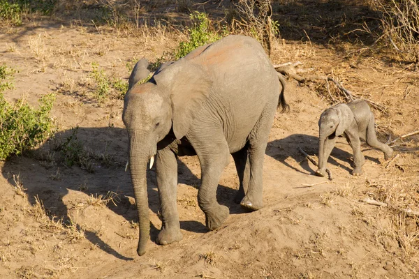 Elefante con bebé, Sudáfrica — Foto de Stock