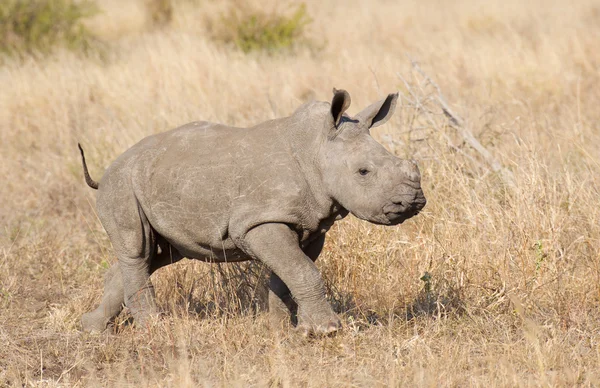 Baby vit noshörning, Sydafrika — Stockfoto