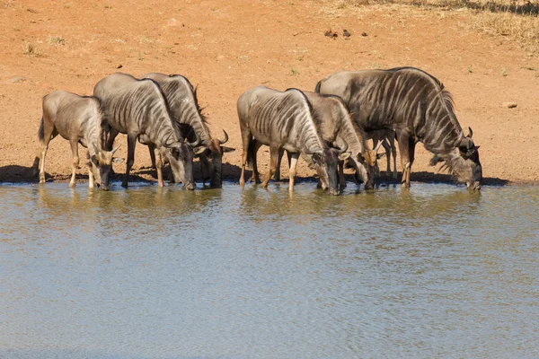 Wildebeest Drinking, Южная Африка — стоковое фото