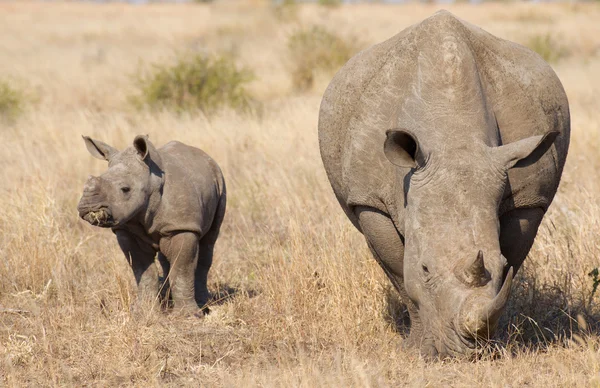 Beyaz Rhino ile bebek, Güney Afrika — Stok fotoğraf