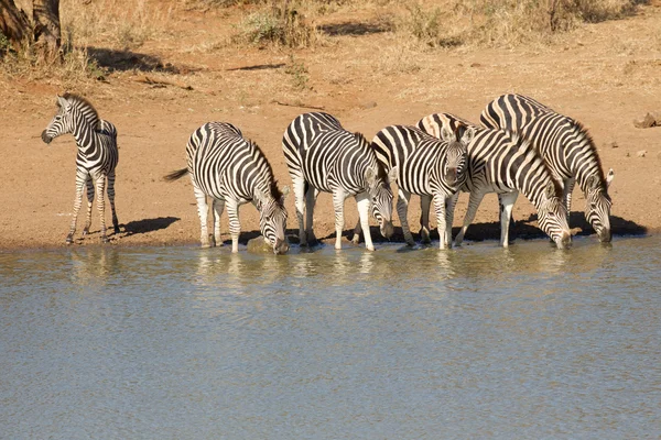 Manada de Zebra a beber, África do Sul — Fotografia de Stock