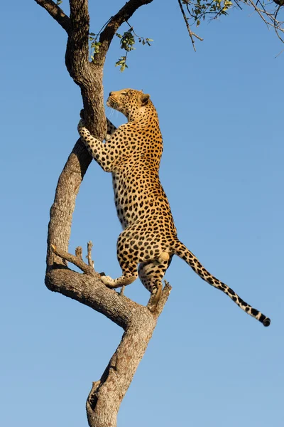Afrikaanse Leopard klimmen, Zuid-Afrika — Stockfoto