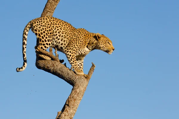 Leopardo en el árbol, Sudáfrica —  Fotos de Stock