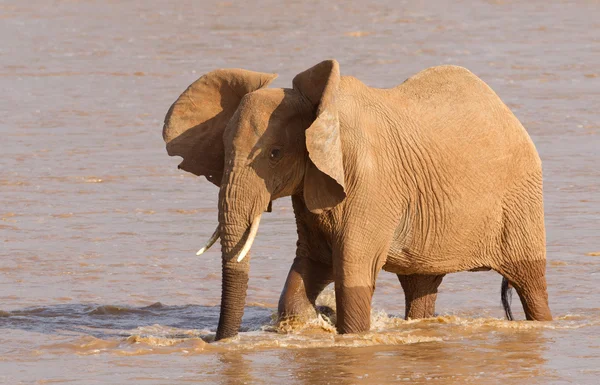 Elefante africano (Loxodonta africana) cruzando el Ewaso Nyiro R —  Fotos de Stock