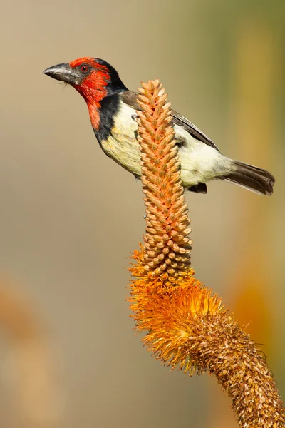 Black Collared baardvogel (Lybius torquatus) op Aloë bloem, Zuid-A — Stockfoto