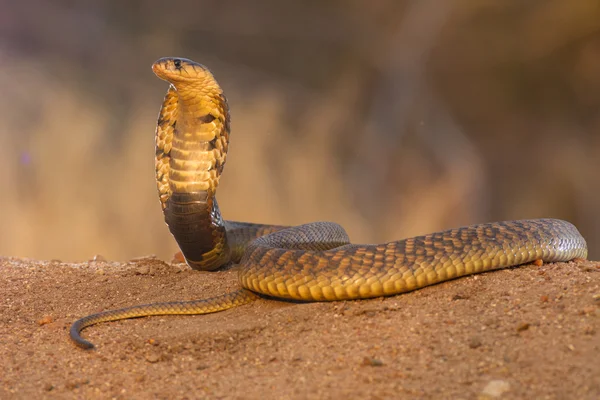 Snouted kobra (Naja annulifera) orm, Hooded, Sydafrika — Stockfoto