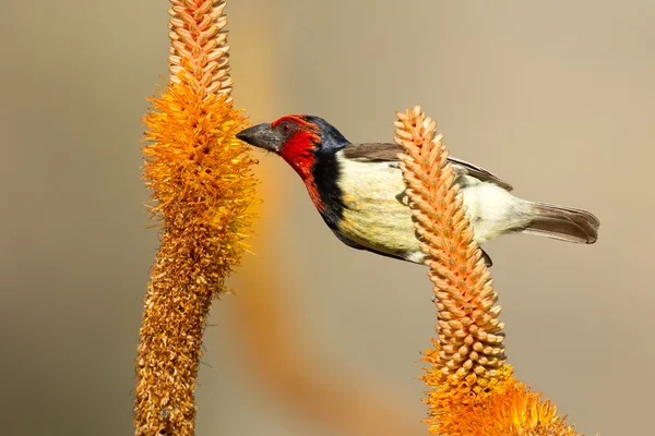 Μαύρο Collared Barbet, Νότια Αφρική — Φωτογραφία Αρχείου