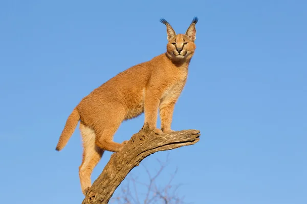 Karakal (Felis caracal) omhoog op een dode log, Zuid-Afrika — Stockfoto