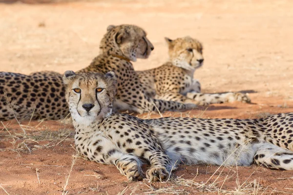 Cheetahs, África do Sul — Fotografia de Stock