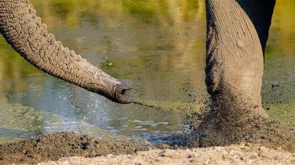 Elefante arrojando barro, Sudáfrica —  Fotos de Stock