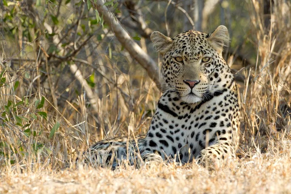 Mužské Leopard odpočívá, Jižní Afrika — Stock fotografie