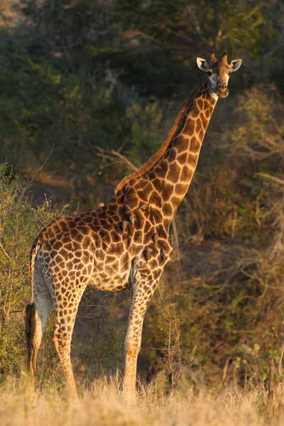 南非南部长颈鹿 — 图库照片