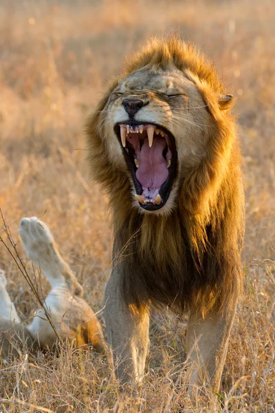 Erkek aslan esneme, Güney Afrika — Stok fotoğraf