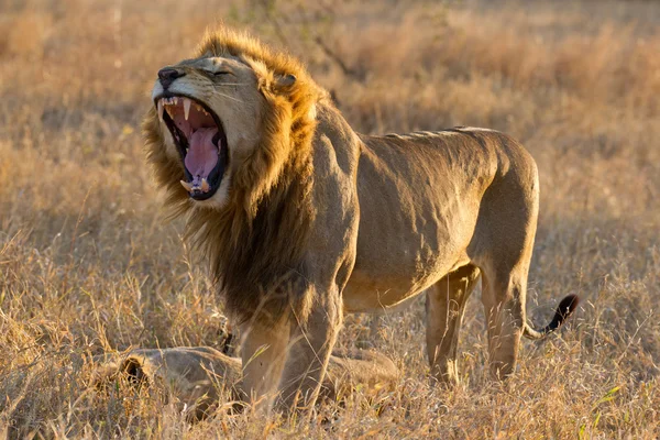 León macho bostezando, Sudáfrica — Foto de Stock