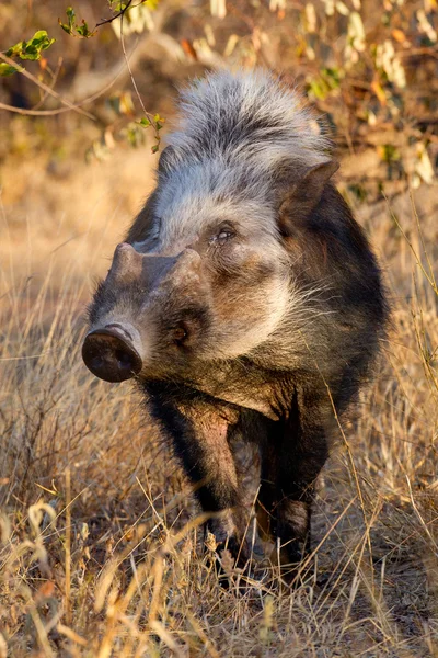 Bushpig gündüz, Güney Afrika — Stok fotoğraf