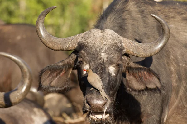 Mujer Cape Buffalo, Sudáfrica — Foto de Stock