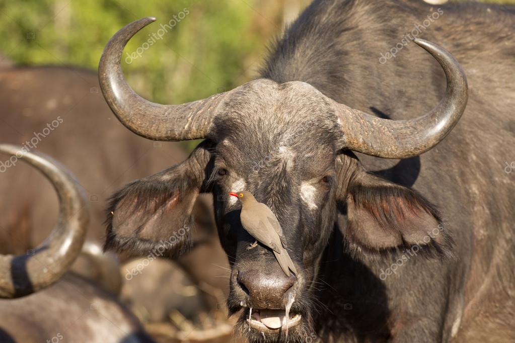 sikkerhed Aske Drik Female Cape Buffalo, South Africa Stock Photo by ©StuPorter 58379057